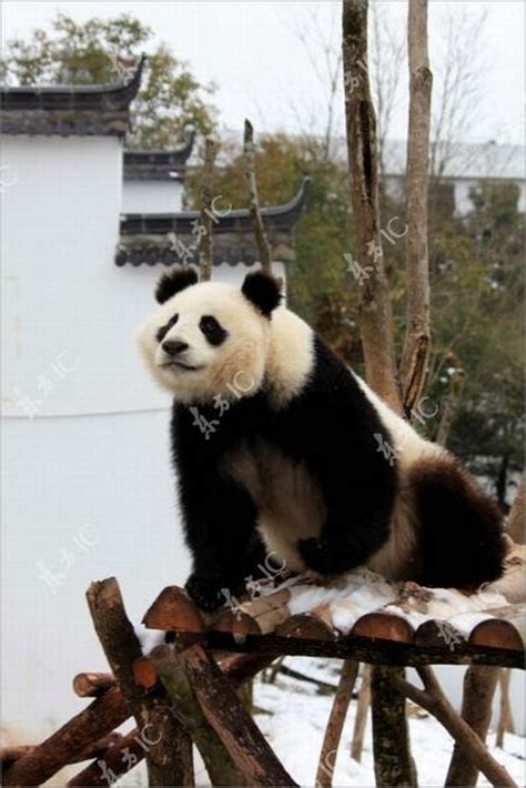 Cute Panda Enjoys The Snow Barnorama