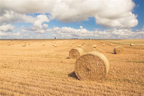 Hay Bales On A Field Free Stock Photo Public Domain Pictures