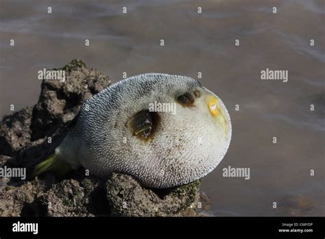 Puffer Fish Tetraodon Sp At Pirotan Island Gujarat Stock Photo Alamy