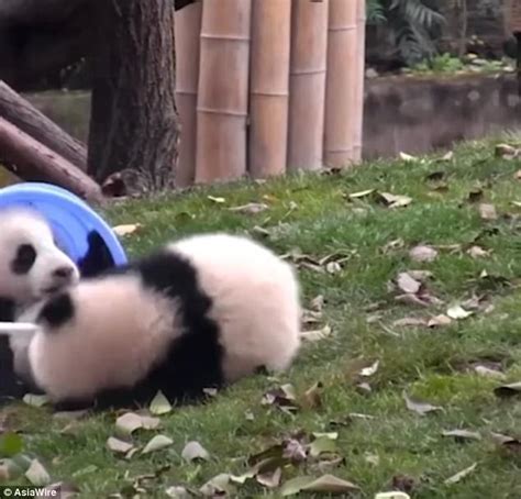 Giant Panda Cub Takes A Tumble Down A Hill In China Daily Mail Online