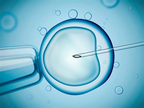 Fecundación In Vitro reproducció assistida Embriogyn