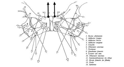 The muscle is still contracting to hold the weight all the way down but the bicep muscle is lengthening. Groin pain, treatment and terminology - by Sam Blanchard ...