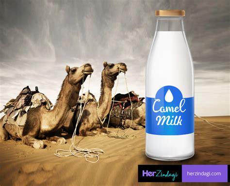 The initial step of activating the starter requires heating the instructions for making raw milk yogurt. These Benefits Of Camel Milk Will Make You Add It Your ...