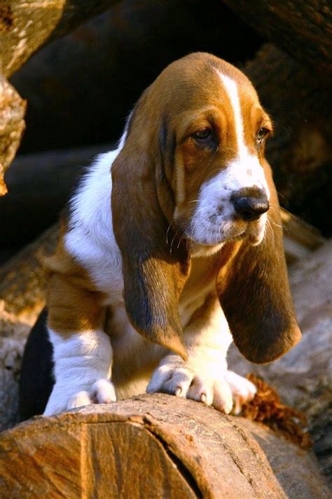 1000 Images About Basset Hound Puppies On Pinterest