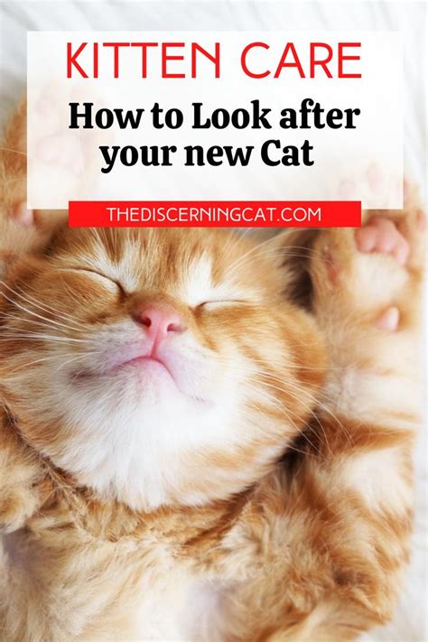 Kitten Care How To Look After Your New Cat In 2020 Kitten Care Cats