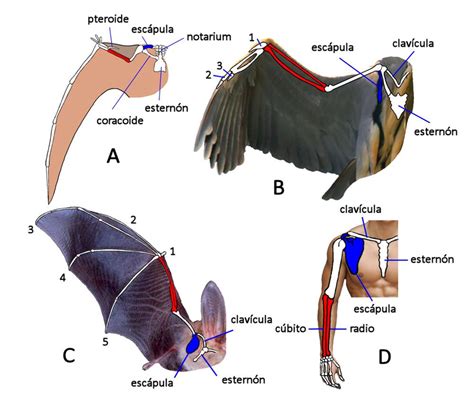 Estructura De Las Extremidades Anteriores A Pterosaurio B Ave C