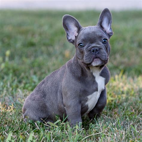 Different Types Of French Bulldogs