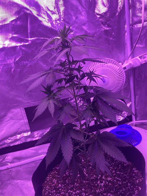 My first time/any tips/ need help /is this normal? : r/SpaceBuckets