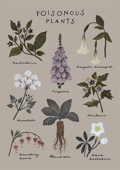 Poisonous Plants Print Botanical Chart Poster Etsy Canada Poisonous