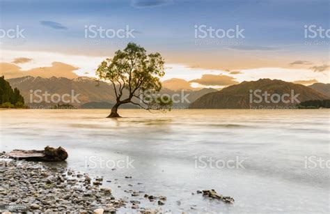 Lake Wanaka With Alone Tree During Sunrise Stock Photo Download Image