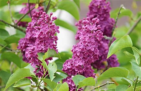 Planting Lilac Bushes And How To Grow Them The Garden Glove