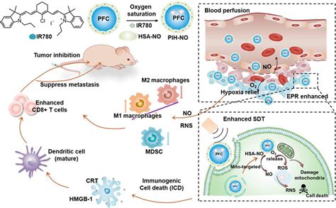 Frontiers Mitochondria Targeted Organic Sonodynamic Therapy Agents