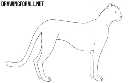 Click here to save the tutorial to pinterest! How to Draw a Cheetah | Drawingforall.net