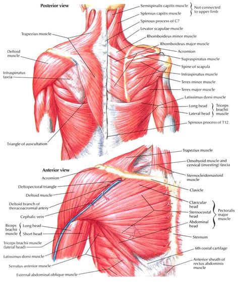 Anatomy of the muscular system. Image from http://bedahunmuh.files.wordpress.com/2010/05 ...