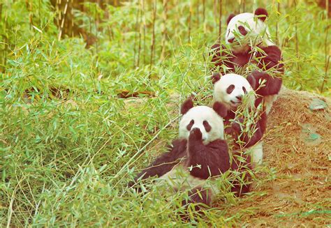 Volunteer And Travel Panda Habitat Panda Bear Panda
