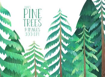 Watercolor Pine Trees Clipart By Digitalartsi Tpt