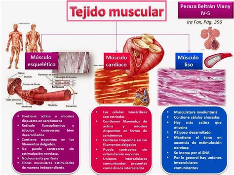 Tejidos Del Cuerpo Humano