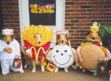 Best Halloween Pet Costumes Funny Animal Costume Ideas For Dogs And