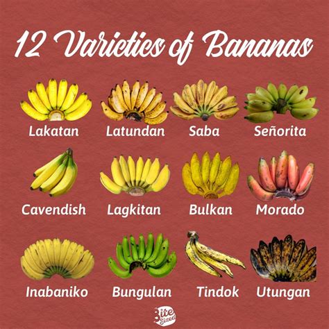 Different Varieties Of Banana In The Philippines Banana Poster