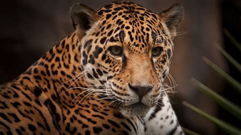 Desktop Wallpapers Jaguar Big Cats Snout Glance Animals 1366x768