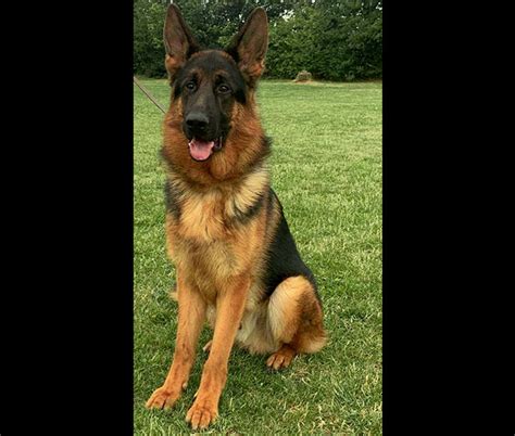 Mittelwests World Class Male German Shepherds For Sale