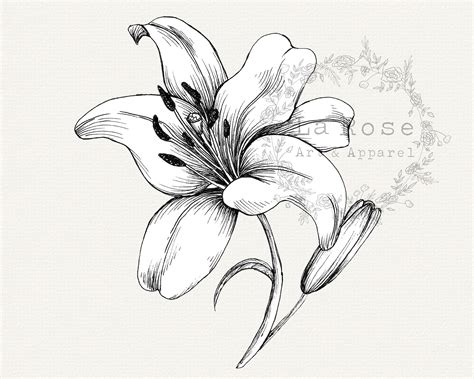 Lily Clip Art Hand Drawn Lily Png Floral Clipart Lily Etsy