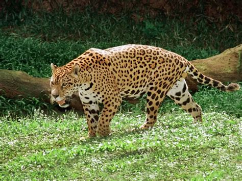 How Fast Can A Jaguar Run Jaguar Speed Zooologist