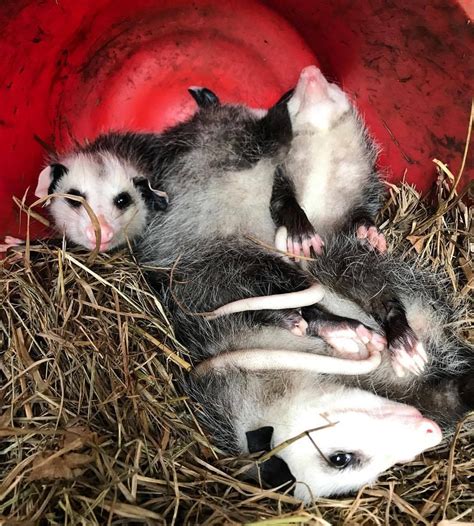 Opossum Rescue And Rehabilitation Southwest Oklahoma Animal Rescue Inc