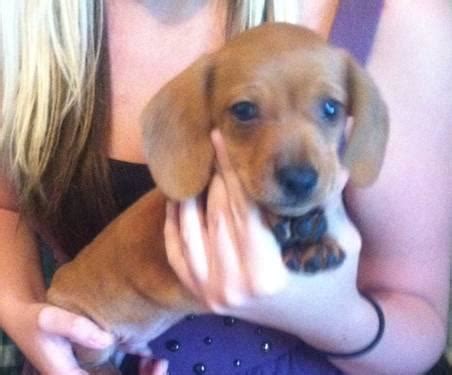 She has been registered, vaccinated, dewormed and vet checked. AKC Miniature Dachshund Puppy---7 Weeks Old for Sale in ...