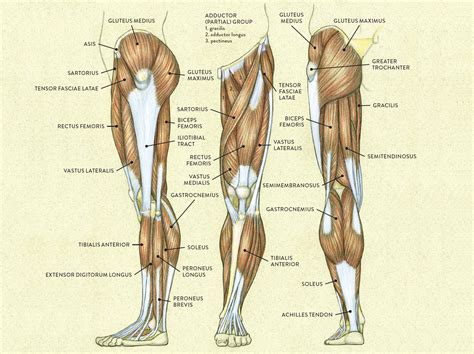 Leg Muscle Diagram Common Names Less Common Causes Include Infection