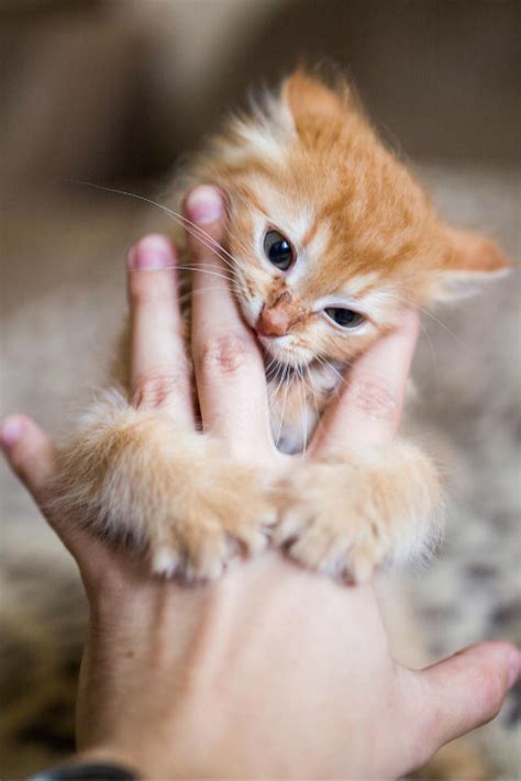 Orange Kitten On Tumblr