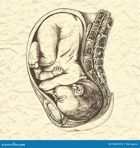 Anatomical Drawing Of A Baby In The Womb Stock Vector