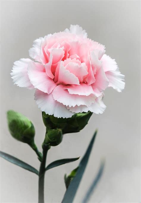 Pink Carnation Pink Carnations Flowers Photography Carnation Flower