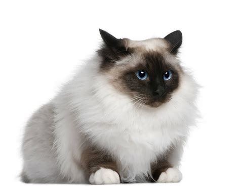 √ 14 Most Amazingly Beautiful Cat Breeds In The World Cat Breeds