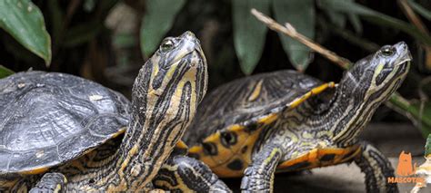 Para que tus tortugas de agua tengan una vida larga, sana y feliz, es importante que sigan una dieta equilibrada. Tortugas de agua🐢: características, razas y cuidados ...
