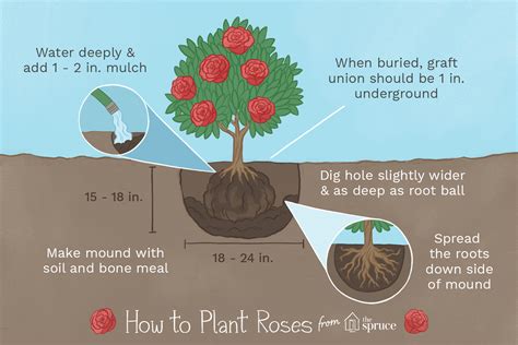 How To Plant Roses