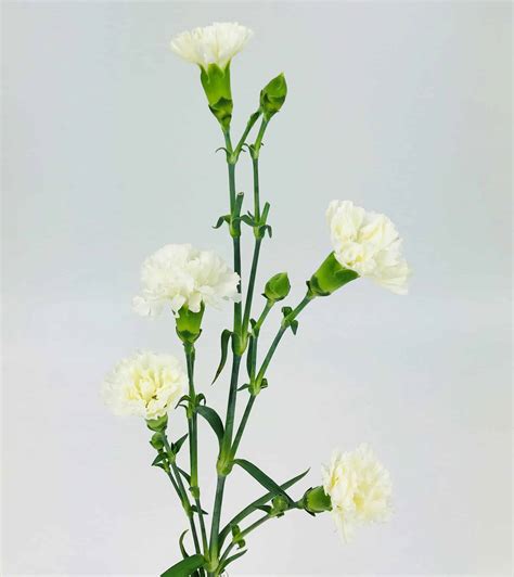 Carnation Mini White Wholesale Bulk Flowers Cascade Floral