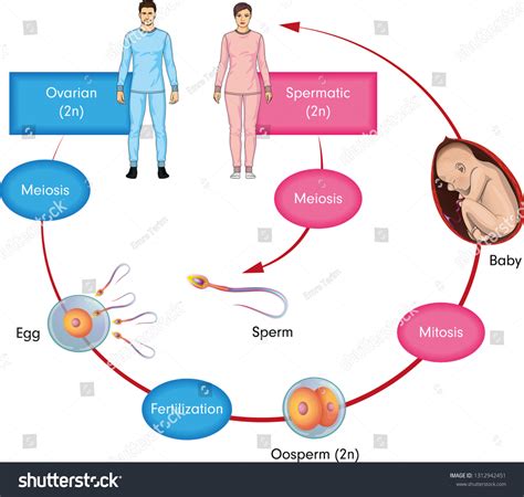 1815 Human Reproductive Process Images Stock Photos And Vectors