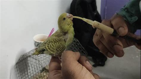 How To Hand Feed A Baby Budgies Feeding A Baby Budgies Very Easily Youtube
