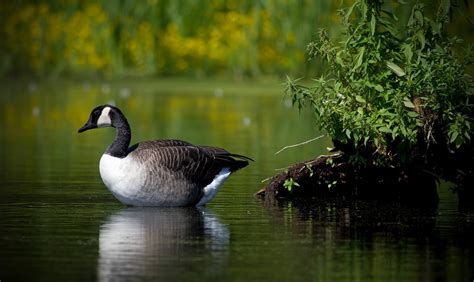 Canada Goose 4k Ultra Fondo De Pantalla Hd Fondo De Escritorio