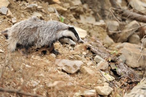 Premium Photo Badger Near Its Burrow In The Forest