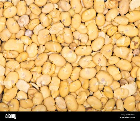 Organic Dry Broad Haba Beans Like Texture Backboard Stock Photo Alamy