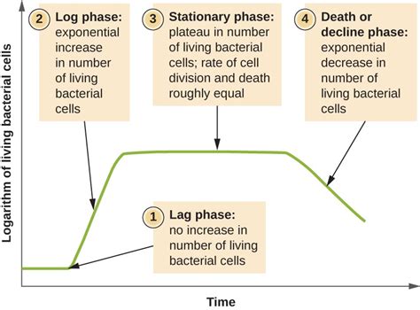 Bacterial Growth Curve Definition Phases And Measurement