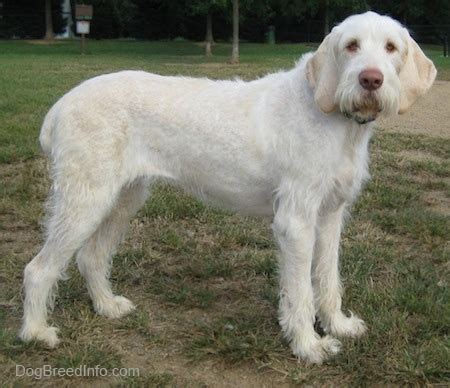 spinone italiano dog breed information  pictures