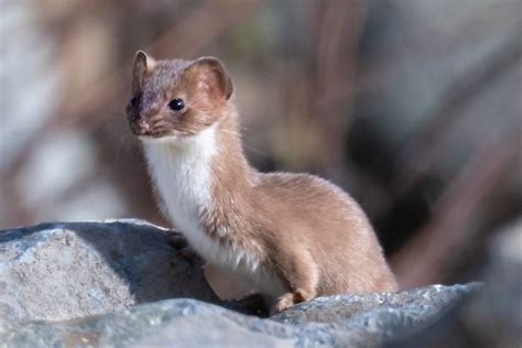 What Does A Least Weasel Look Like Squamish Chief