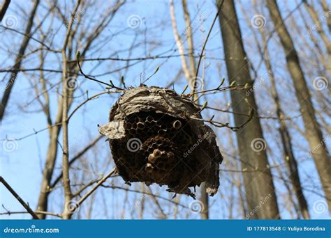 Hornet`s Nest Left By Insects Hanging On A Thin Branch Stock Photo