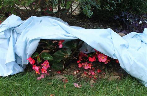 This doesn't have to be with anything fancy — newspaper, cardboard, or even bed sheets will additionally, having raised beds makes it easier to cover plants when shielding a garden against frost. How to Cover Plants for Frost Protection | Blog | GrowJoy