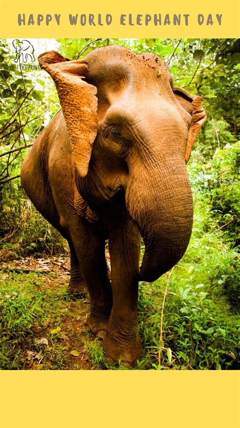 Happy World Elephant Day | World elephant day, Elephant day, Elephant