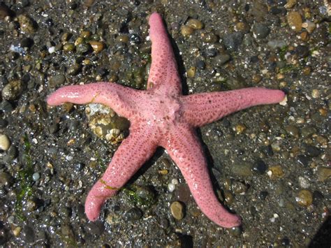 Pisaster Brevispinus Spiny Pink Sea Star Skirtmuseum Flickr