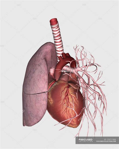 Pulmonary Circulation Of Human Heart And Lung Three Dimensional